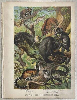 1880 Art Lithograph Print - Johnson's Mammalia Marmoset Lemur Squirrel Monkey • $23