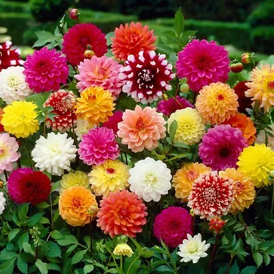 Premium Dahlia Tubers Mix X 4 Root Crown Various  Cactus Pom Pom Dwarf Selection • £19.99