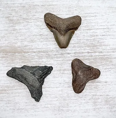 Lot Of Otodus Megalodon Fossil Shark Teeth From Virginia • $11.99