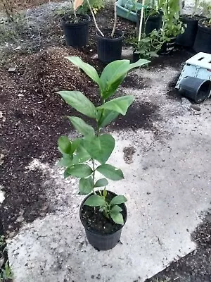 Meyer Lemon Tree. 1 Gallon Pot. Inside Or Outside Plant. Very Attractive • $52