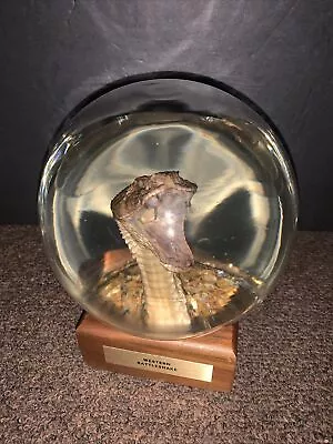 Nature Gems Vintage Embedment Taxidermy Western Rattlesnake With Fangs Crazy • $125