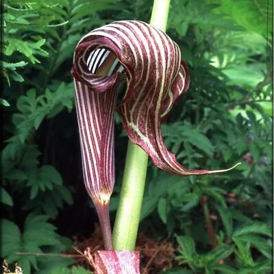 Arisaema Fargesii Jack In The Pulpit Voodoo Cobra Lily Corpse Flower Arum Bulbs • $25