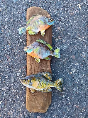 Real Skin Beautiful Bluegill Fish Taxidermy Trio  • $133.99