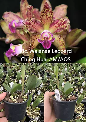 $25 • Buy RON Cattleya Orchid Rlc Waianae Leopard 'Ching Hua' Mericlone 100mm Pot Advanced