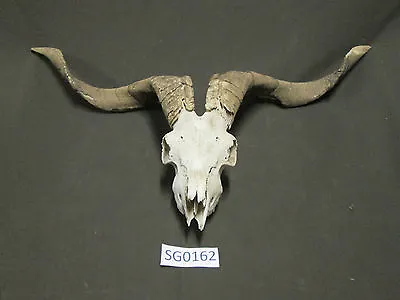 Goat Skull Texas Exotic Hunting Ranch Decoration Mount Horns SG0162 • $175