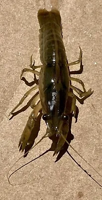 Live Freshwater CLEANING Pet 10 TEXAS Ghost Shrimp & 1🦞 Sm 1-2” DWARF Crayfish. • $12.94