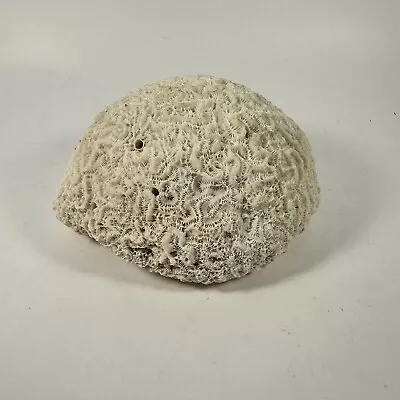 Natural White Brain Coral Fossil Specimen Paperweight Aquarium 5  X 4.5  X 3” • $34.95