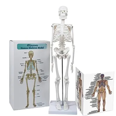 Skeleton Model Anatomy Mini Human Anatomical Skeleton Medical Education Study... • $43.16