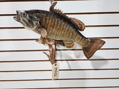 Real Skin Smallmouth Bass 16  Taxidermy Wall Mount Fish Real • $380