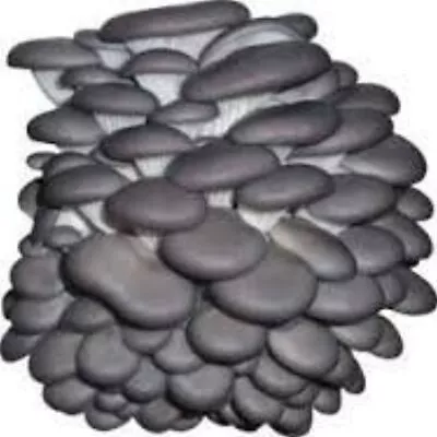 Grey Dove Oyster Mushroom Mycelium Plug Spawn - 100 Count Cold Weather Fruiter • $22.62