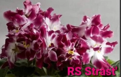 £11.99 • Buy RS Strast ( Passion) Semimini African Violet Starter Plant Will Flower Soon 