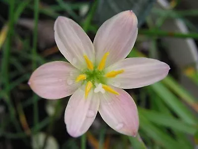  Rain Lily Zephyranthes Tenexio Apricot 4 Bulbs NEW Habranthus • $18