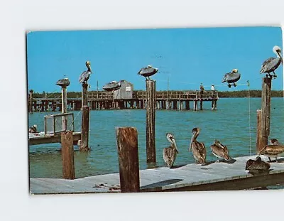 Postcard Waiting For A Fish Dinner At Marco Island Florida USA • $8.39