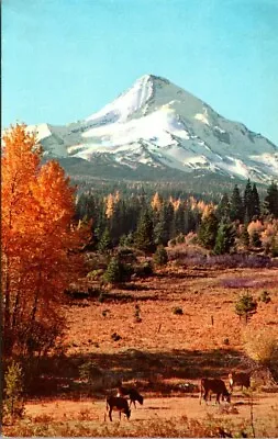 Balsam Poplar Trees And View Of Mt. Hood Oregon Vintage Postcard • $4.75