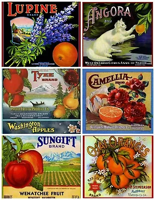 Set Of SIX Vintage Fruit Label Seed Packet Images - Cotton Craft Fabric Blocks • £12.30