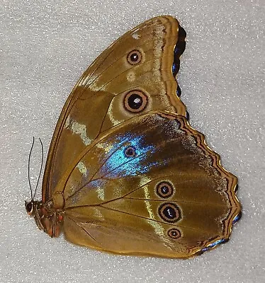 Aberration Morpho Didius Blue Sparkles Verso Unmounted Wings Closed From Peru. • $90