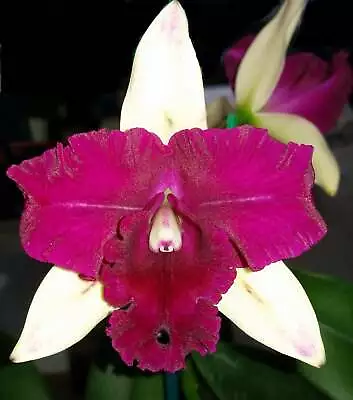 100mm Cattleya Orchid Clone Rth. Topaz Love 'Luxury' • $17.50