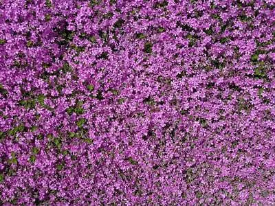 £2.99 • Buy 500 FRESH SEEDS - Herb Thyme Purple Creeping, Thymus Serpyllum Ground Cover
