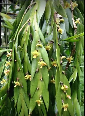 Orchid Species Dendrobium Keithii VERY LARGE PLANT • $65