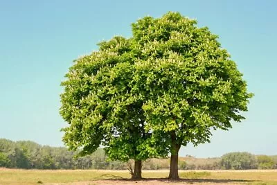 Chestnut Oak Tree Seedlings For Planting | 1-2 Feet Tall Live Tree Plants • $36.96