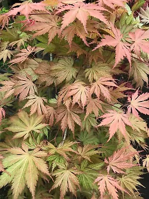 Japanese Maple Spring Special!  Your Choice From This List!! 4 Trees For $99. • $99