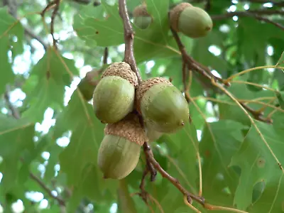 12 TEXAS RED OAK ACORNS -  Quercus Texana • $10