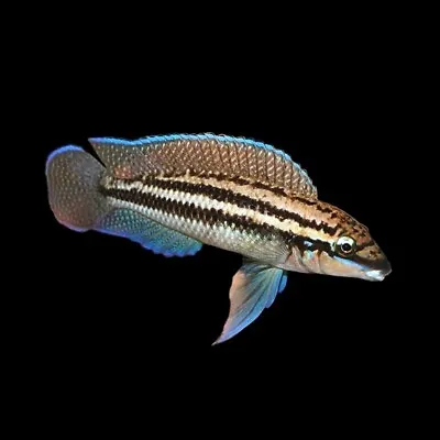 Blue-Brown Julie | Julidochromis Dickfeldi | Lake Tanganyika Cichlid • £8.86