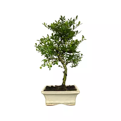 Ilex Bonsai Tree Informal Upright - Supplied In A Ceramic Pot • £32.99