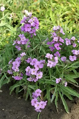 Lilac Kisses Wallflower Plug Plants • £9