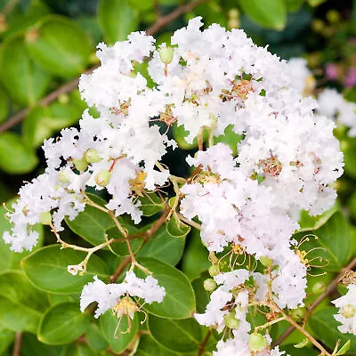 Lagerstroemia Lafayette Crape Myrtle Outdoor Plants Garden Tree In Plant Pot • £9.99