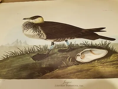 $219 • Buy  Audubon (amsterdam Limited Edition) Print Of  Jager Lestris  Pomarina Seabird 