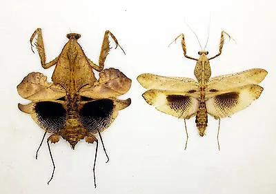 Mantidae - Deroplatys Trigonodera (Pair) - Leaf-mimic -  (MT02/A) - V. Rare • $65.98