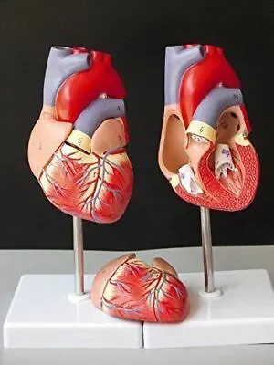 1:1 Human Heart Anatomy Model Medical Circulation System Of Internal Model CE • $34.99