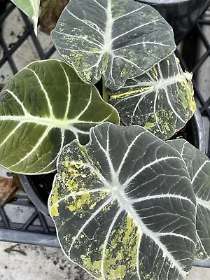 Alocasia Black Velvet Variegated Established Rare (not Monstera Philodendron) • $203.50