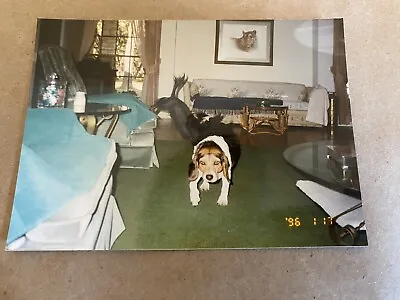 Original Photo 3.5 X 5 Two Dogs Living Room • $5