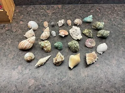 Seashells X 26 Mixed • £3.99