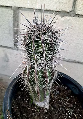Carnegiea Gigantea Saguaro 12.5H Columnar Cactus • $175