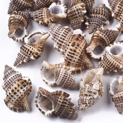 Spiral Beach Shells Home Decor  Seashells Wedding Craft Aquarium 27-44mm 50g XL • £4.99