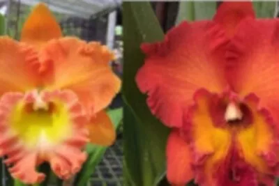 Cattleya   Seedling Orchid Plant..Rlc. Mem Buranpan Nikom X Rlc.Tungnoi Orange • $12