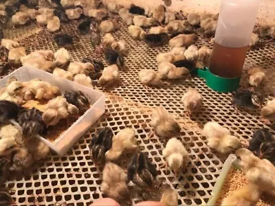 6+ ExtrasButton Quail Hatching Eggs • $6