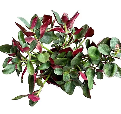 Crassula Multicava- Purple Dragon-Large- COMBINED EXPRESS POST • $9.99