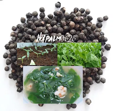 Green Malabar Short Vine Spinach Seeds -Vietnamese Mung Toi Khong Leo Plant • $9.50