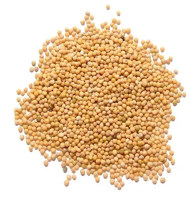 Yellow Mustard Seed Whole - 1 Pound - Bulk Wholesale Grown By USA Farmers • $15.60