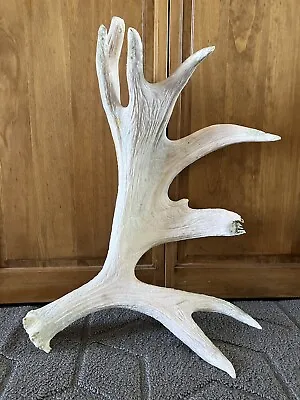 Large Non-Typical Maine Moose Shed / Antler! Deer Taxidermy Man Cave Crafts • $135