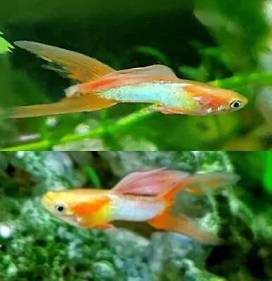 8 Plus 2  Fry Japan Blue Red Fin Double Sword  Guppy  • $38.95