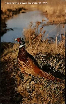 Mayville Wisconsin ~ Greetings From ~ Ringneck Pheasant ~ Postcard Sku883 • $3.53