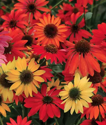 ECHINACEA 'Cheyenne Spirit' Coneflower 15 Seeds • £11.99