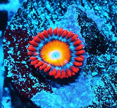 BEBB Blondies Zoa Zoanthids Paly Zoa SPS LPS Corals WYSIWYG • $4.99