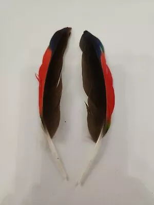 FS32 Matched Pr Hybrid Orange Wing Amazon 5  Wing Feather • $11.98