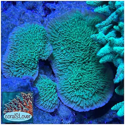 Live Coral Green Montipora  CoralSLover  • $49.95